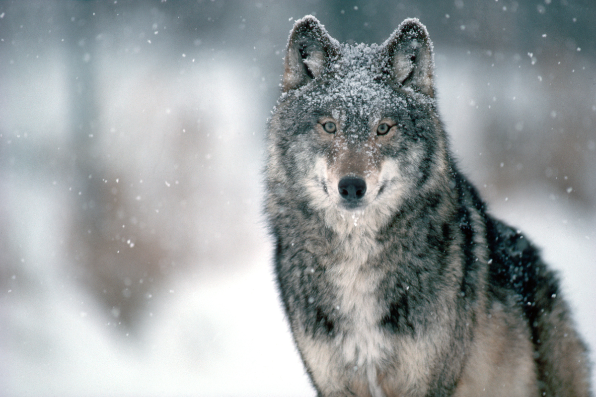 gray wolf