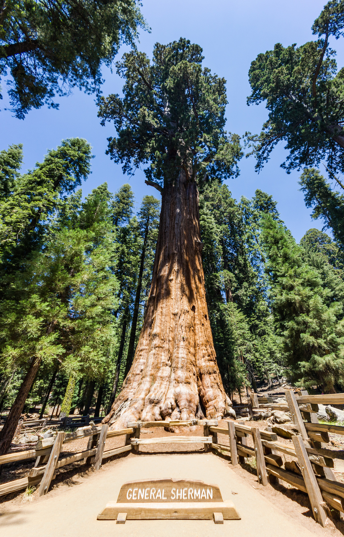 General Sherman Tree