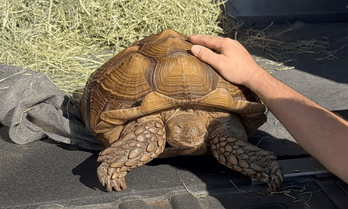 adorable-tortoise-frank-the-tank-invaded-a-spinach-patch