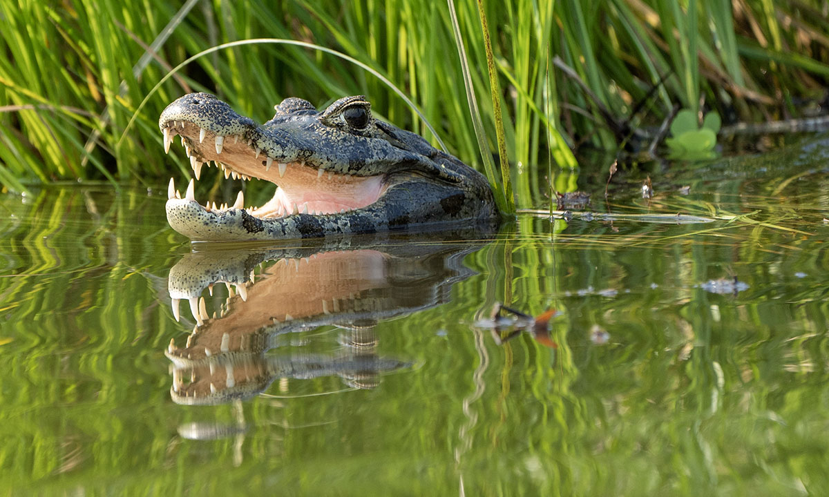 alligator-myths-busted-by-an-expert