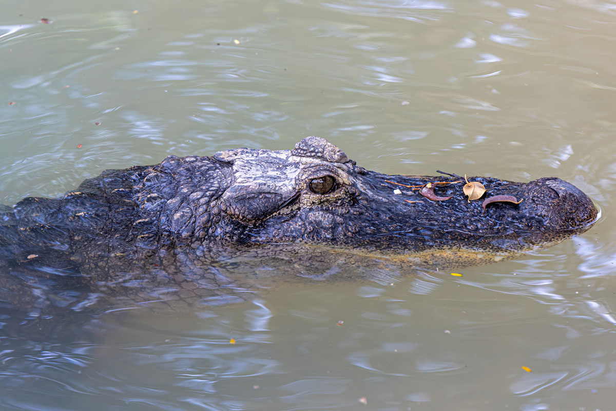 alligator-myths-busted-by-an-expert