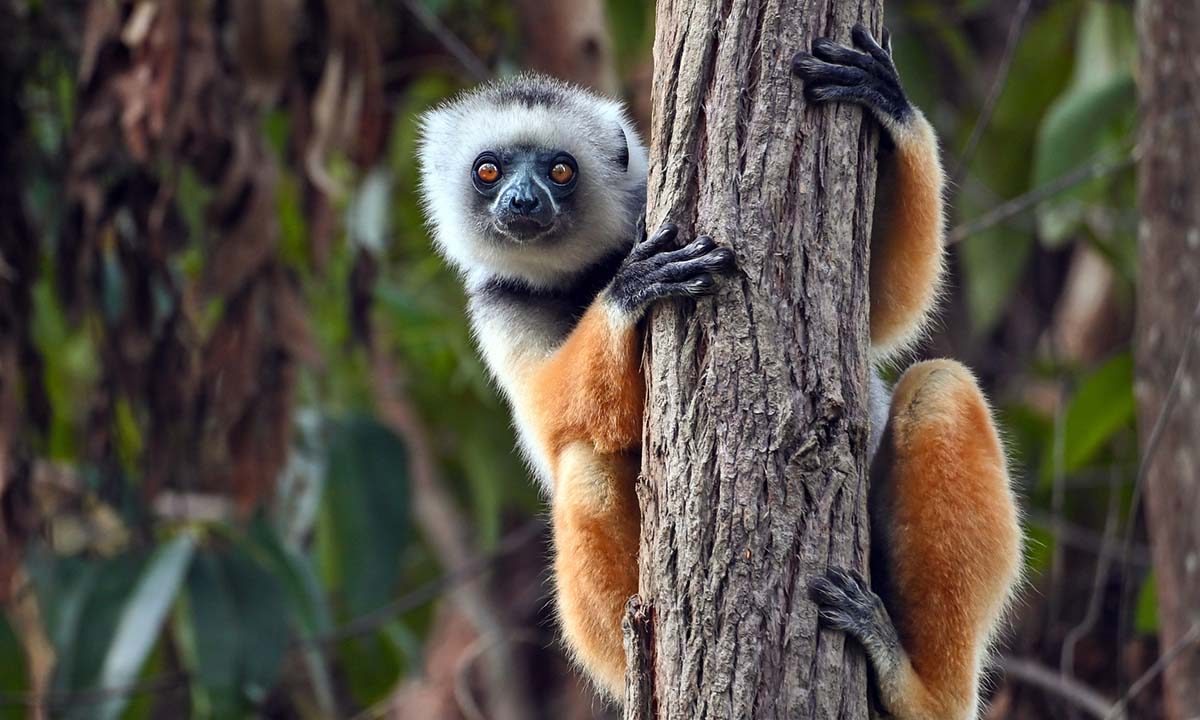 animals-youve-never-seen-from-madagascars-andasibe-national-park