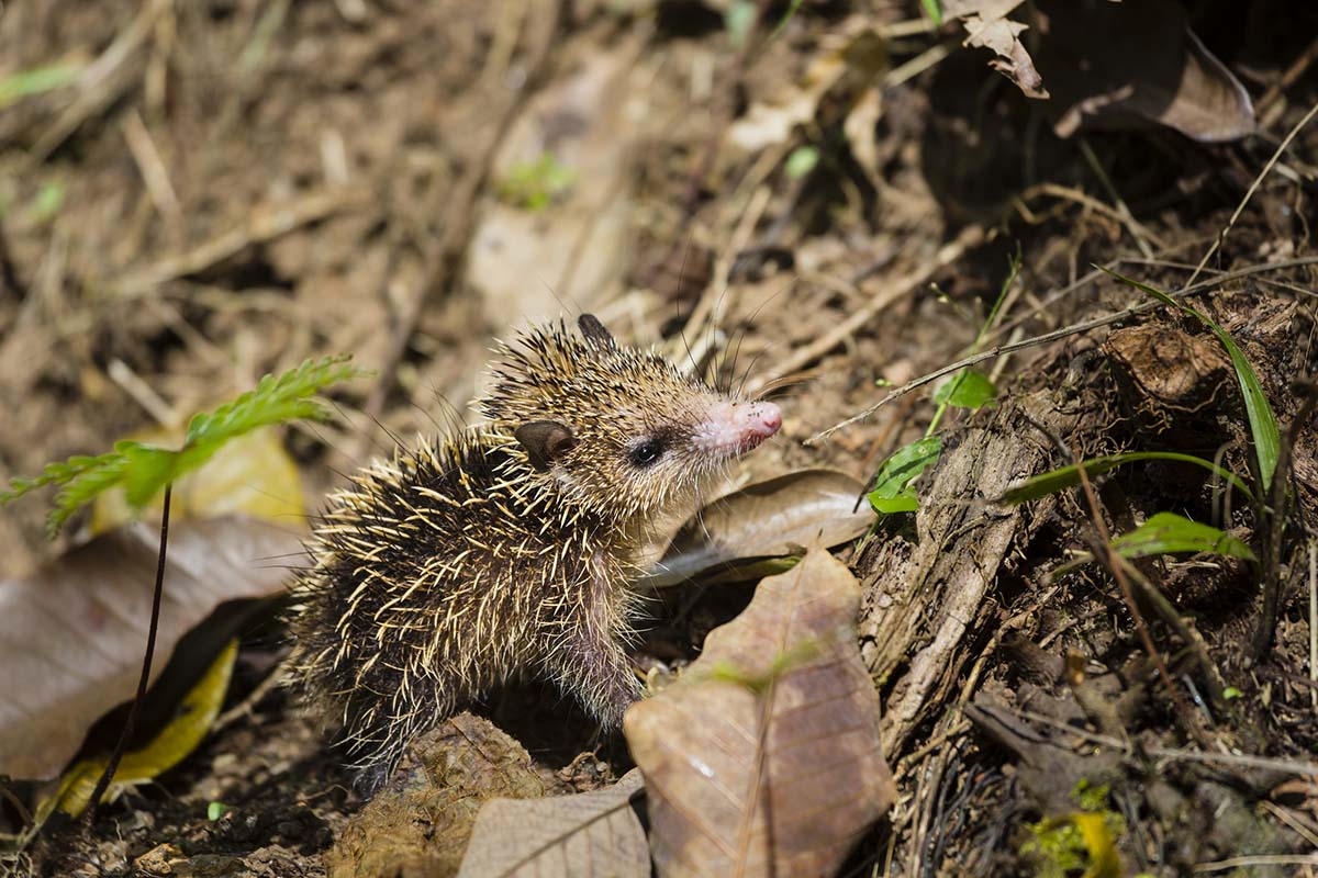 animals-youve-never-seen-from-madagascars-andasibe-national-park