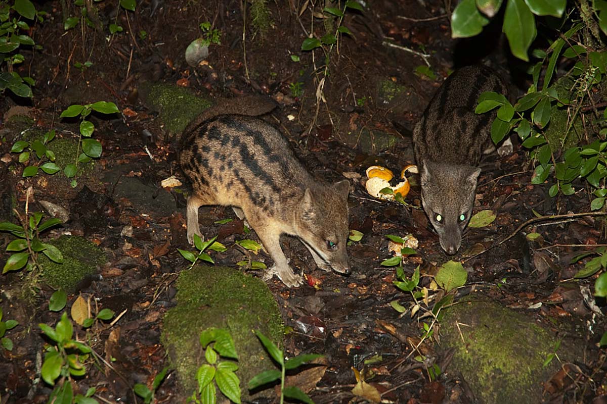 animals-youve-never-seen-from-madagascars-andasibe-national-park