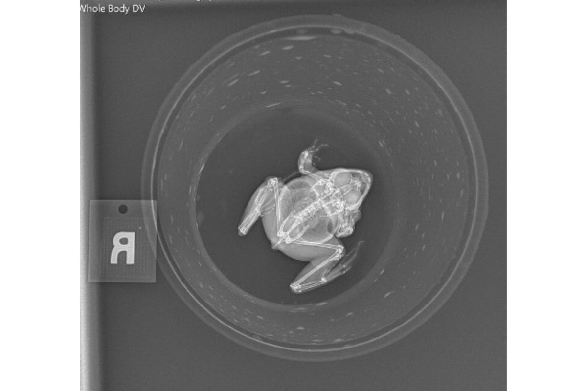 frog x-ray