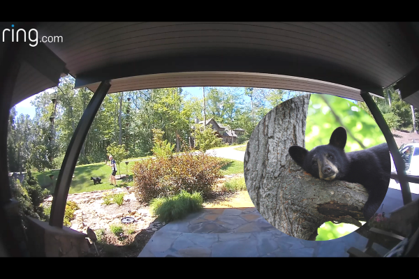 Black bear cub encounter