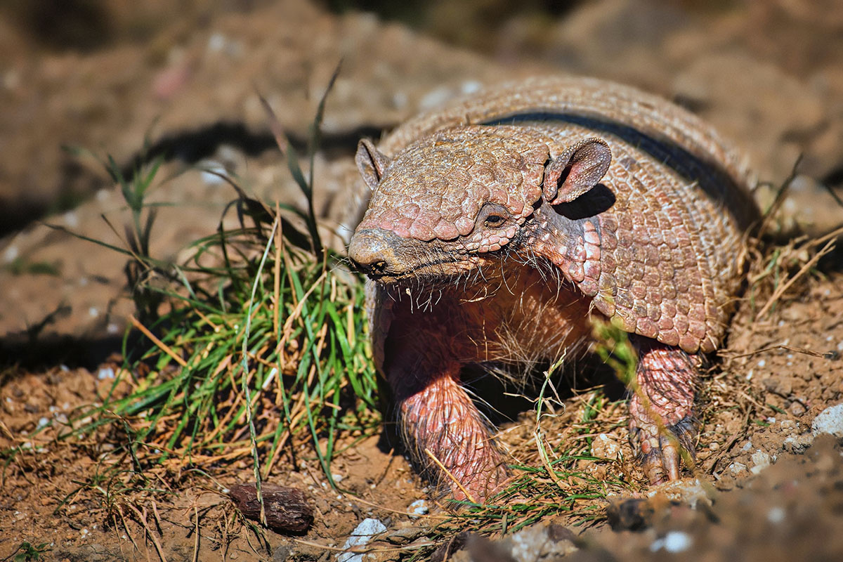 cutest-shy-animals-you've-ever-seen