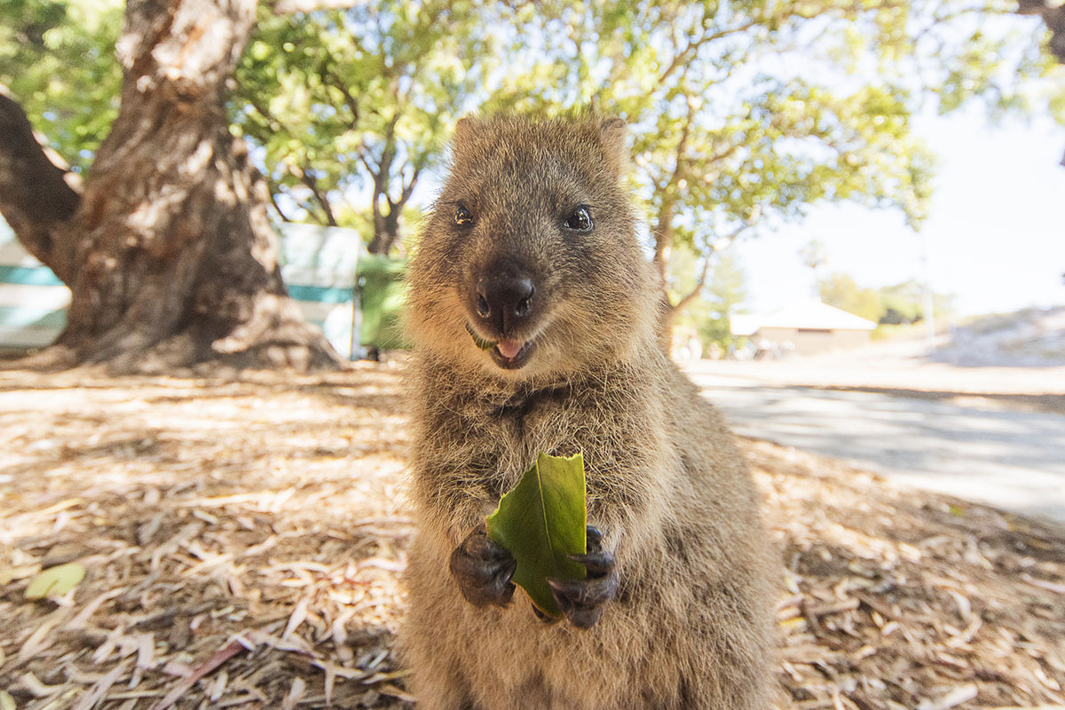 cutest-shy-animals-you've-ever-seen