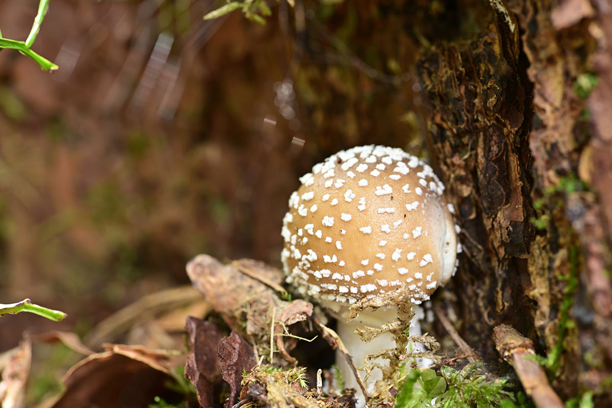 deadly-mushrooms-that-even-bear-grylls-wont-eat