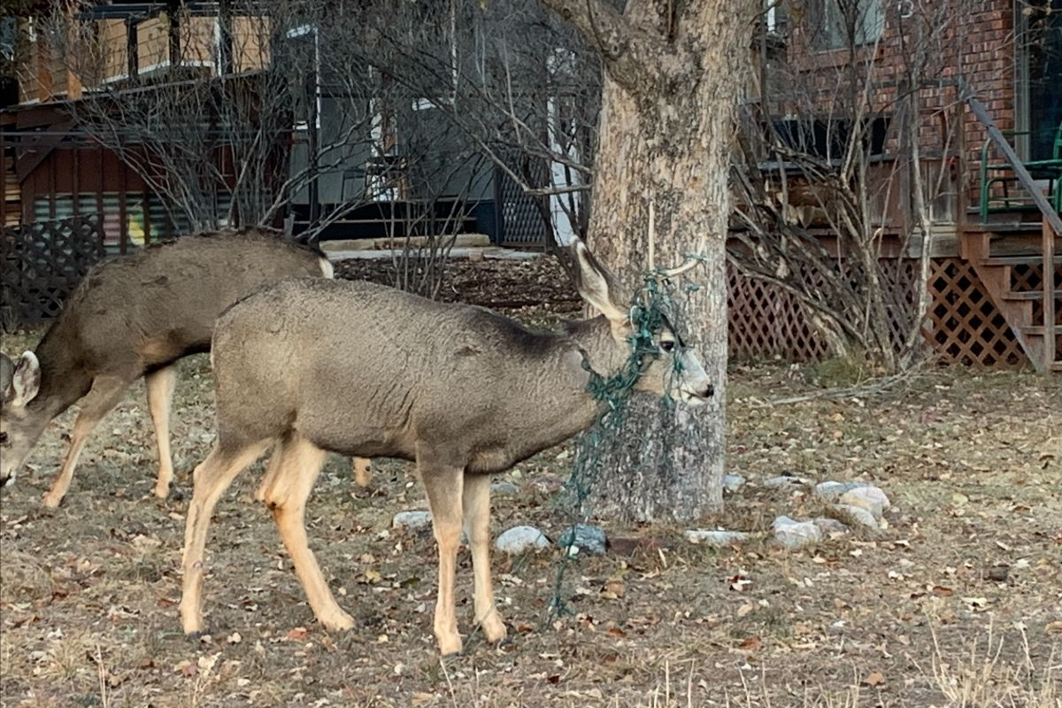 decorations deer