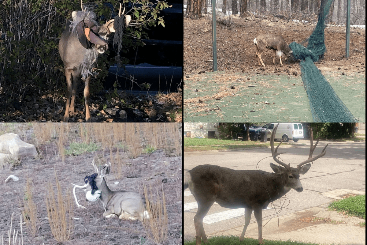 tangled deer