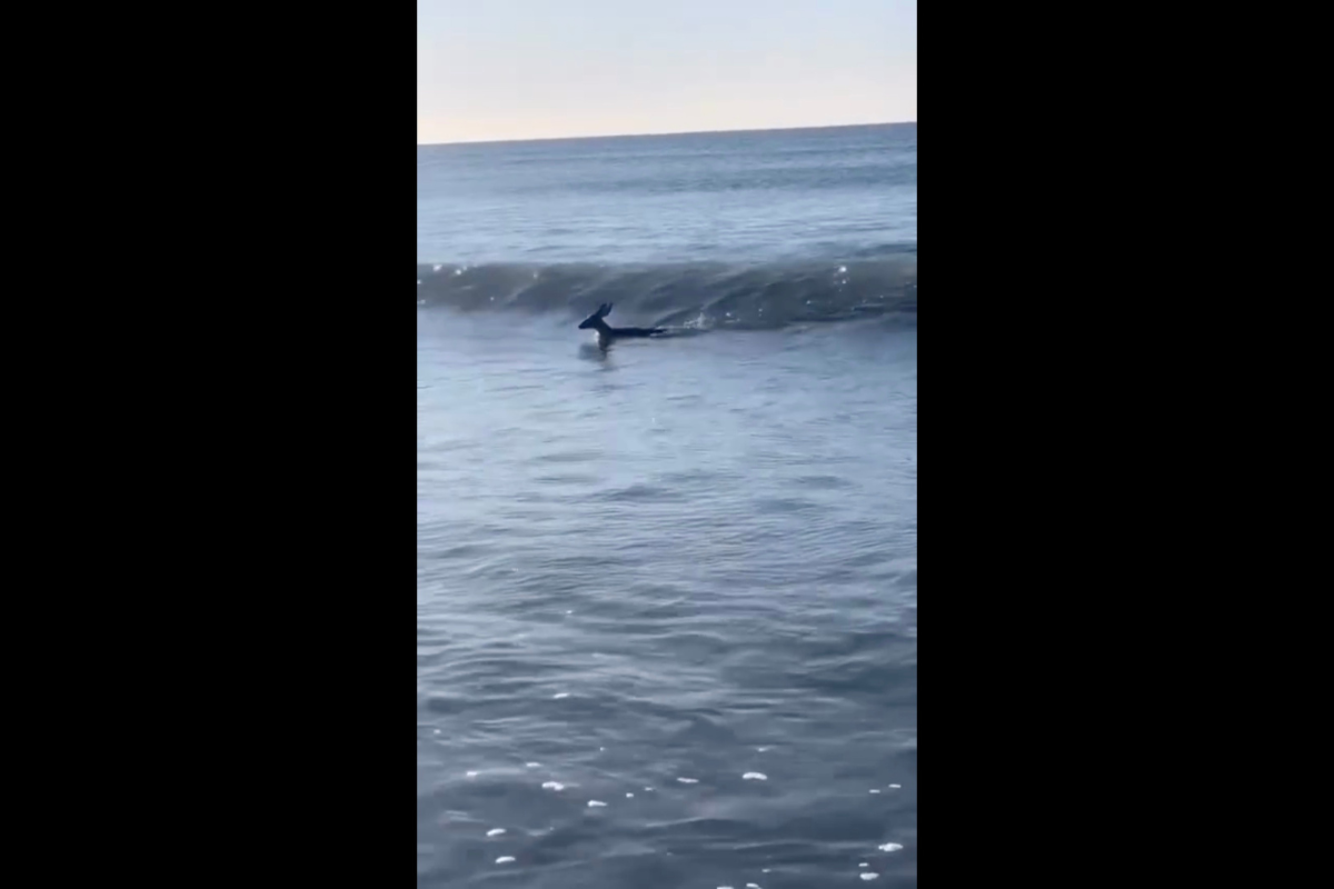 deer surfing