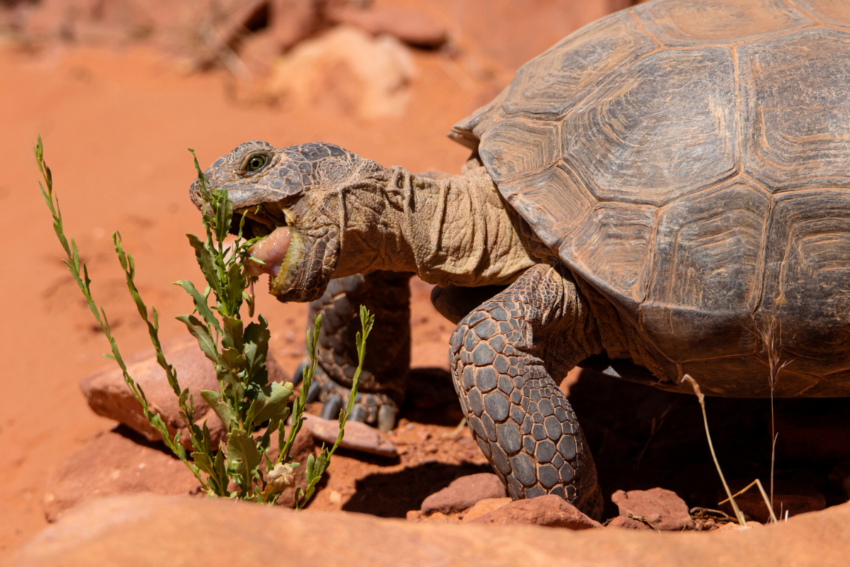 desert tortoise