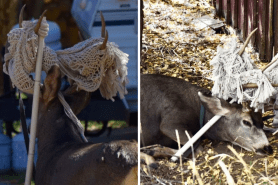 colorado deer rescue