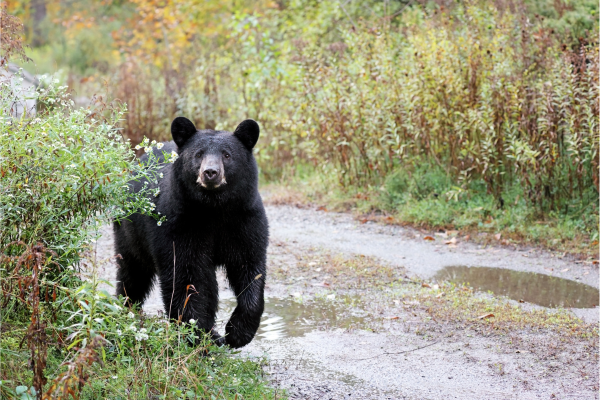 bear safety