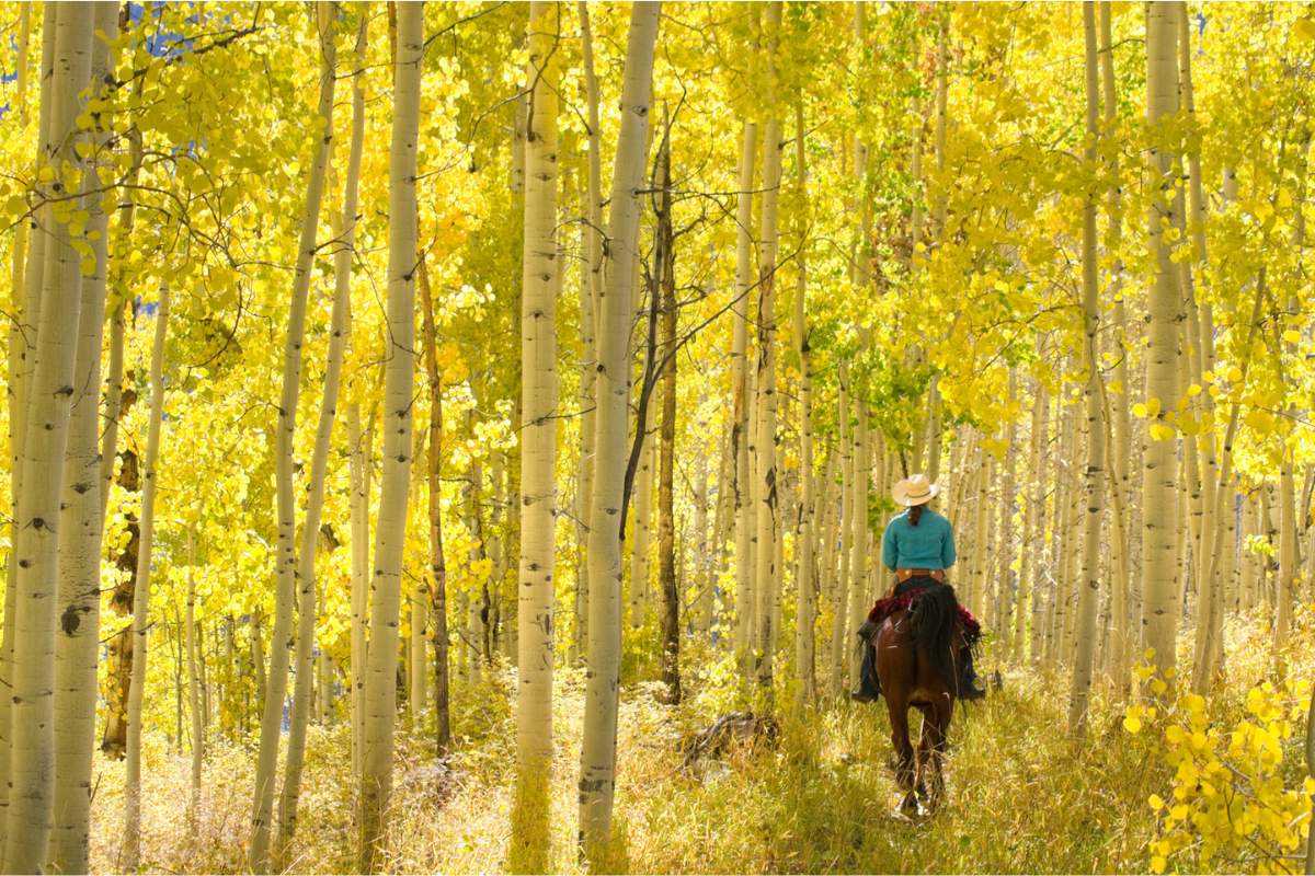 horses pooping on trail