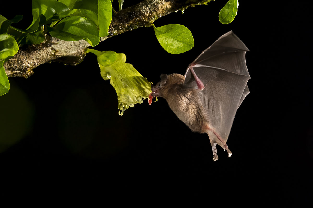 how-do-eclipses-affect-plants-and-animals