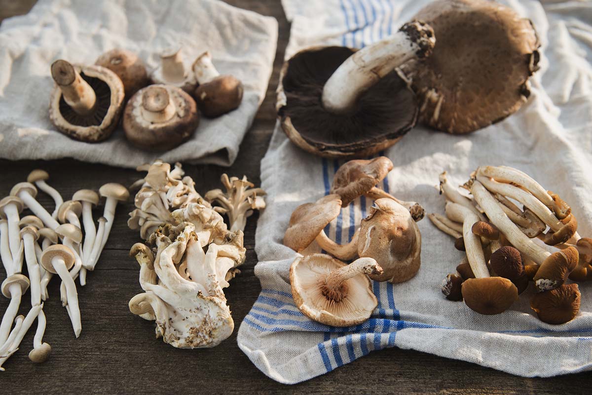 how-to-grow-mushrooms-in-your-kitchen