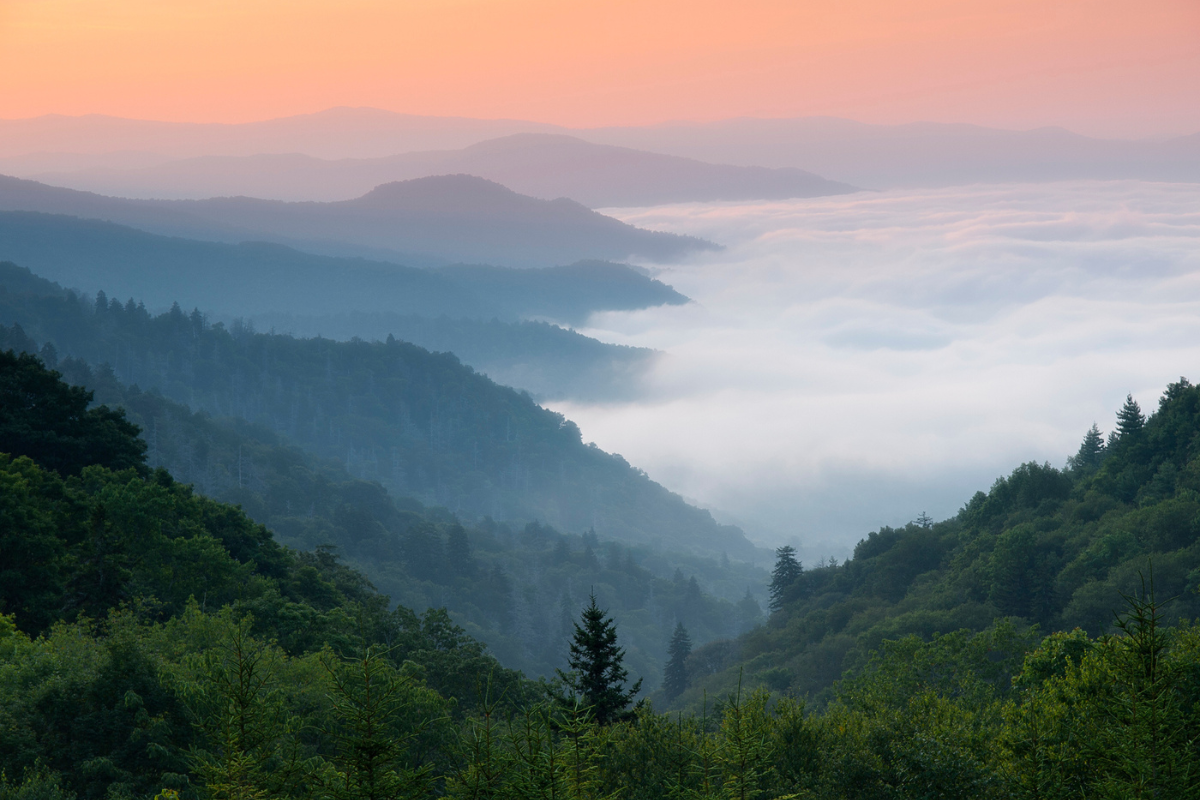 foraging in the smoky mountains