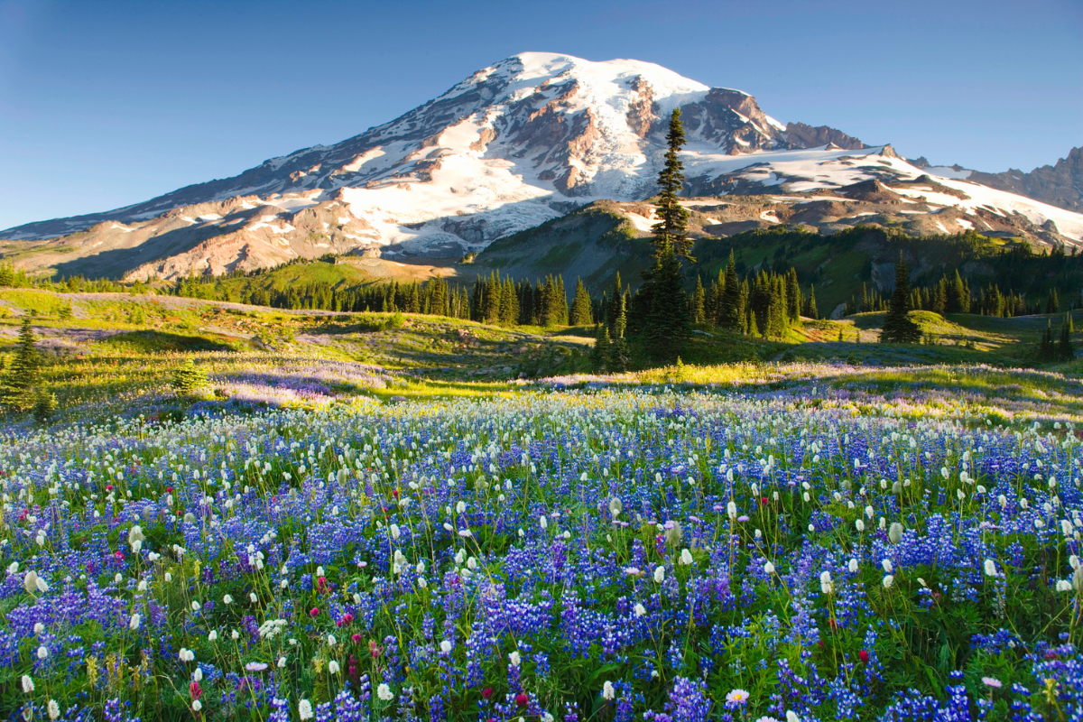 best national parks for mushroom foraging