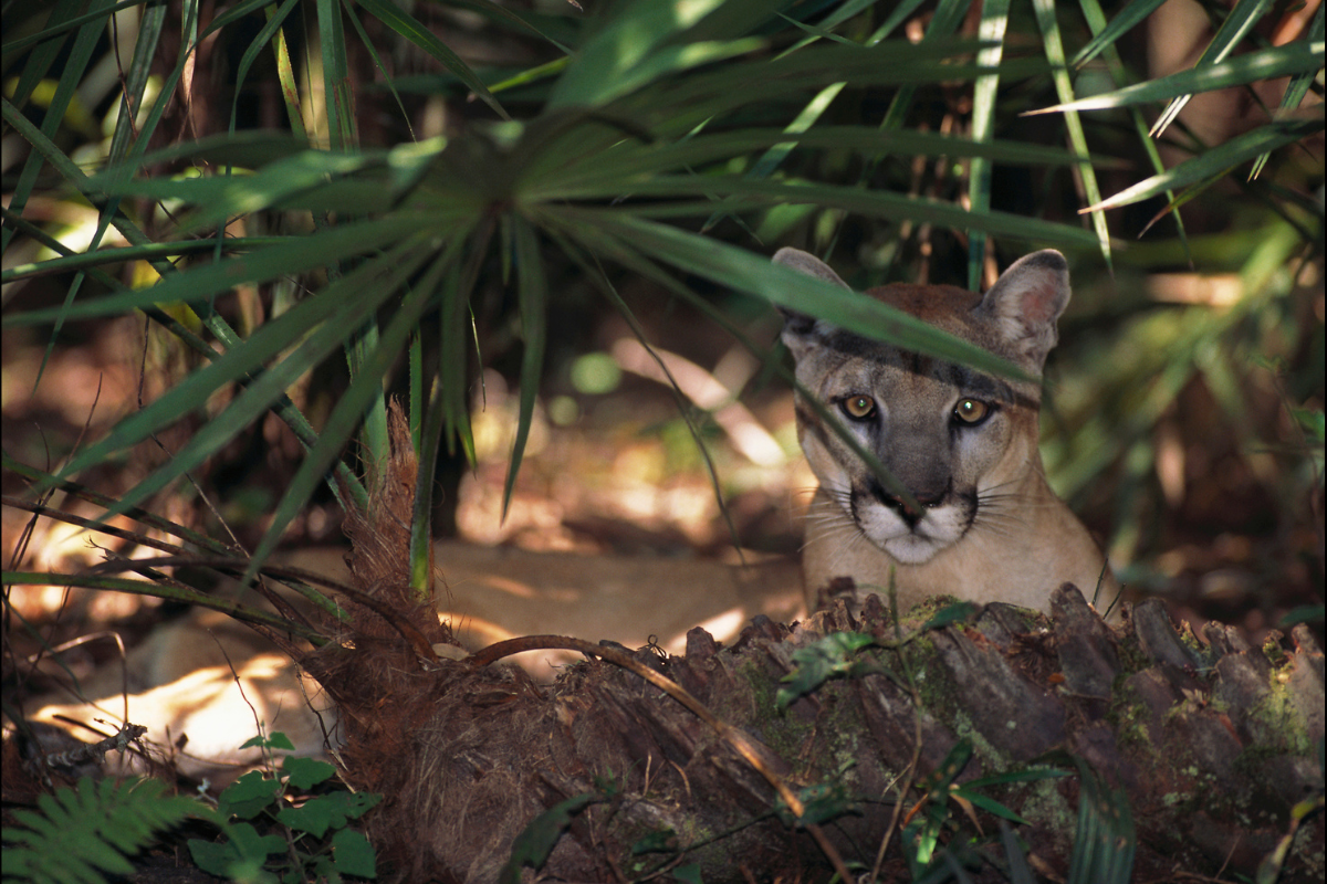 a rare florida panther 