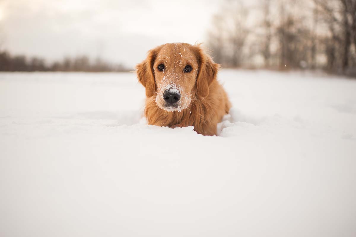 snow-boots-for-the-whole-family