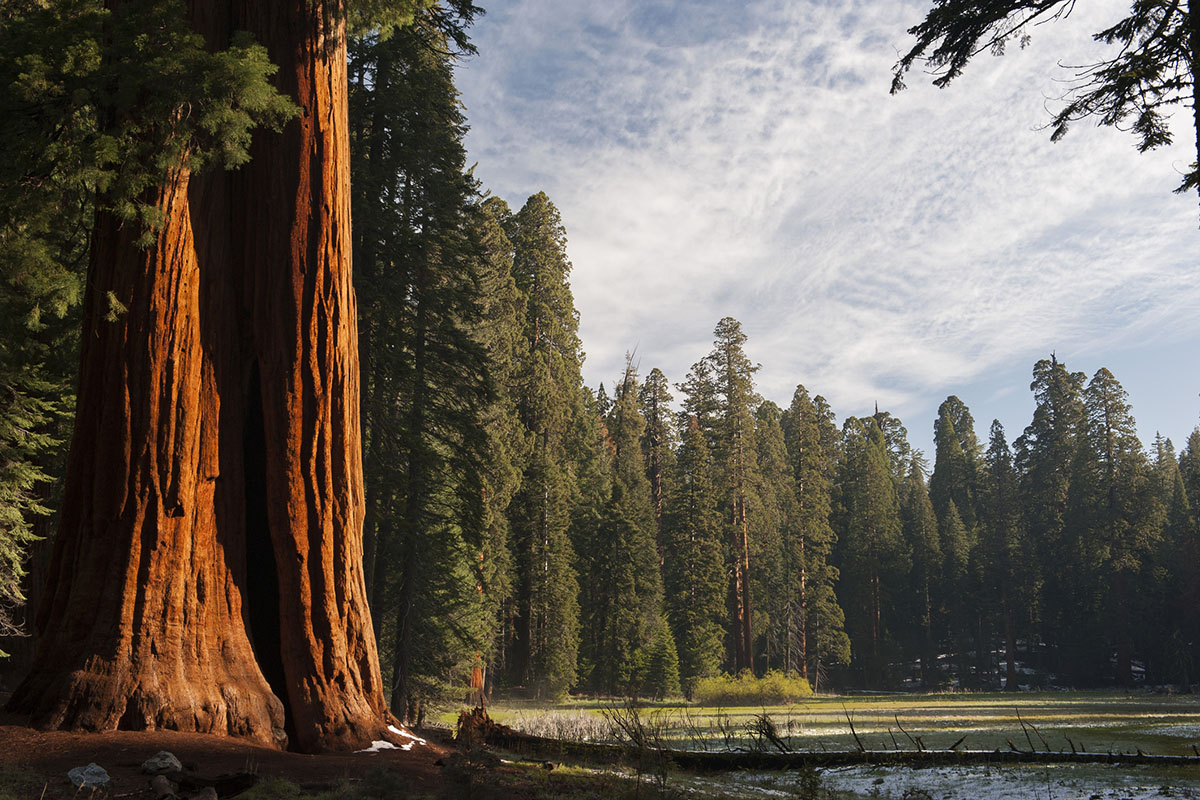 things-you-didnt-know-about-sequoia-kings-canyon