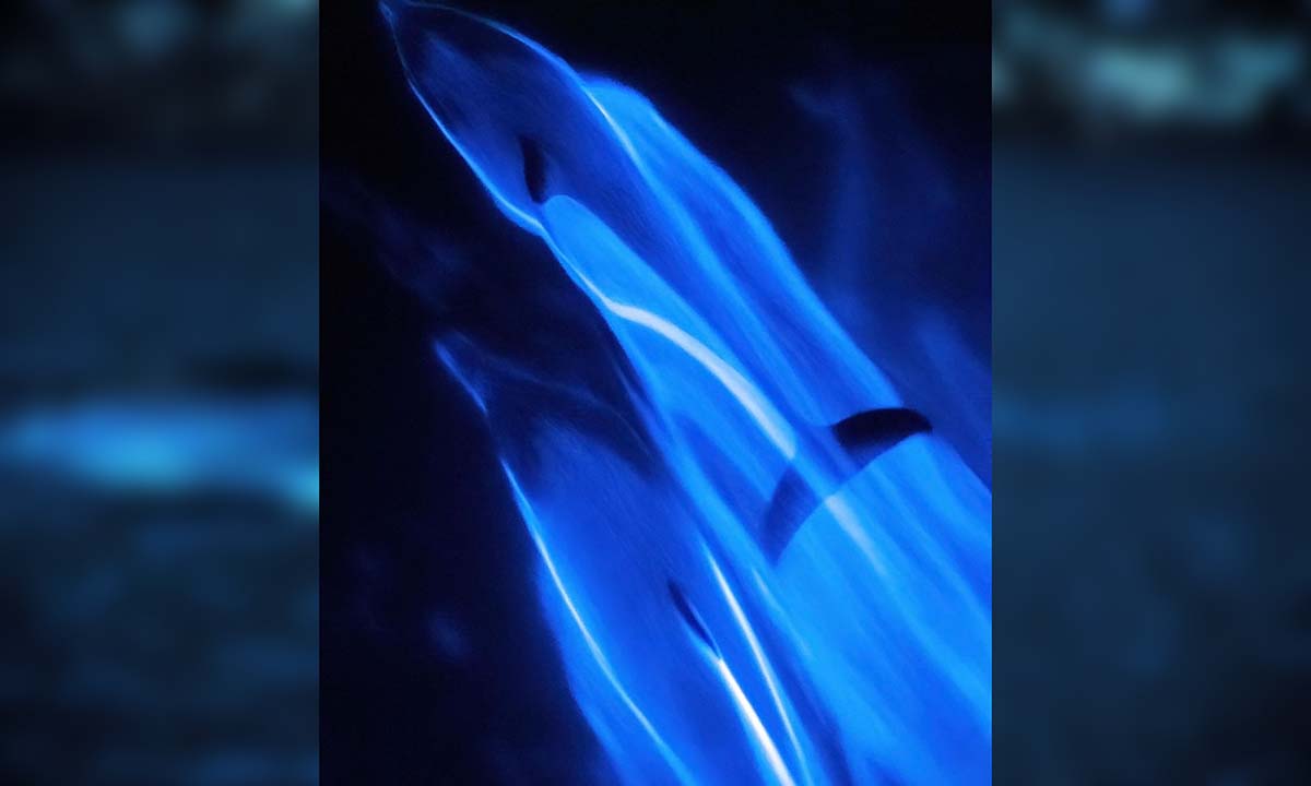 watch-dolphins-swimming-through-bioluminescence