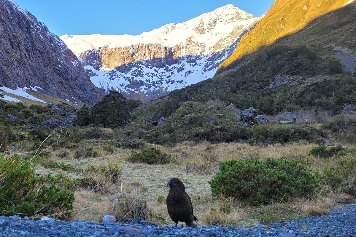 why-birding-should-be-a-part-of-your-life