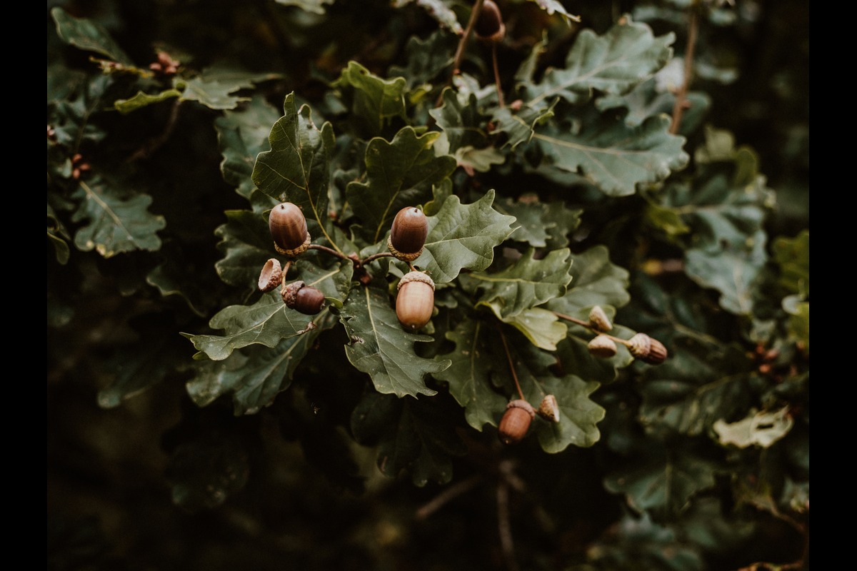 Acorns-Foraging-Article3