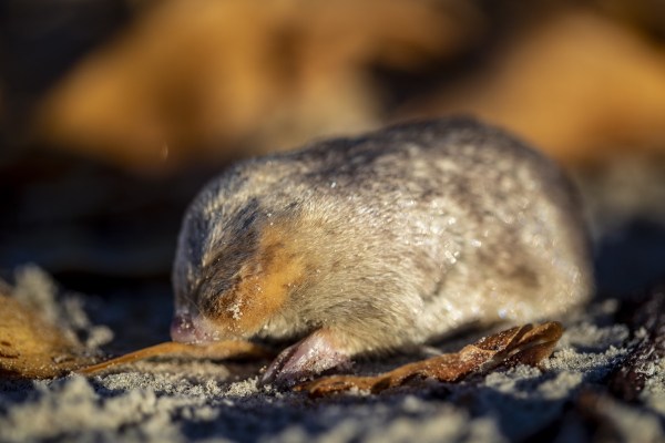 Golden-Mole-Feature Image