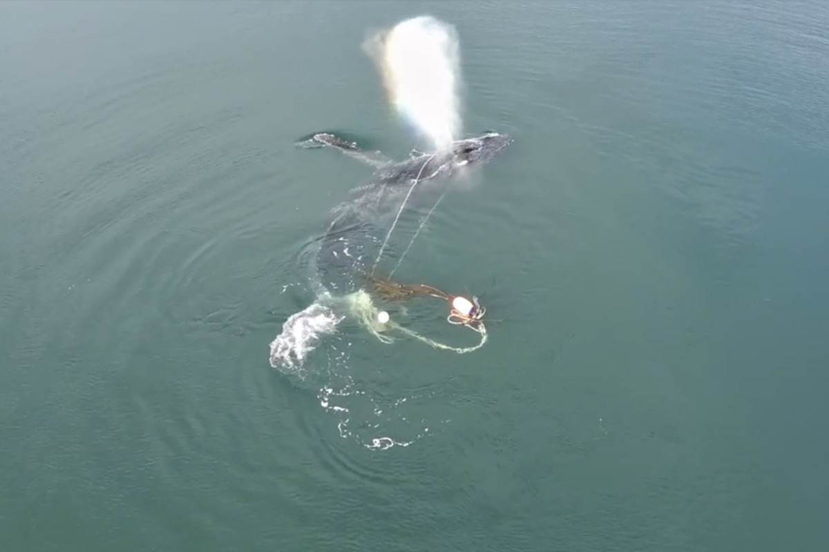 Humpback whale