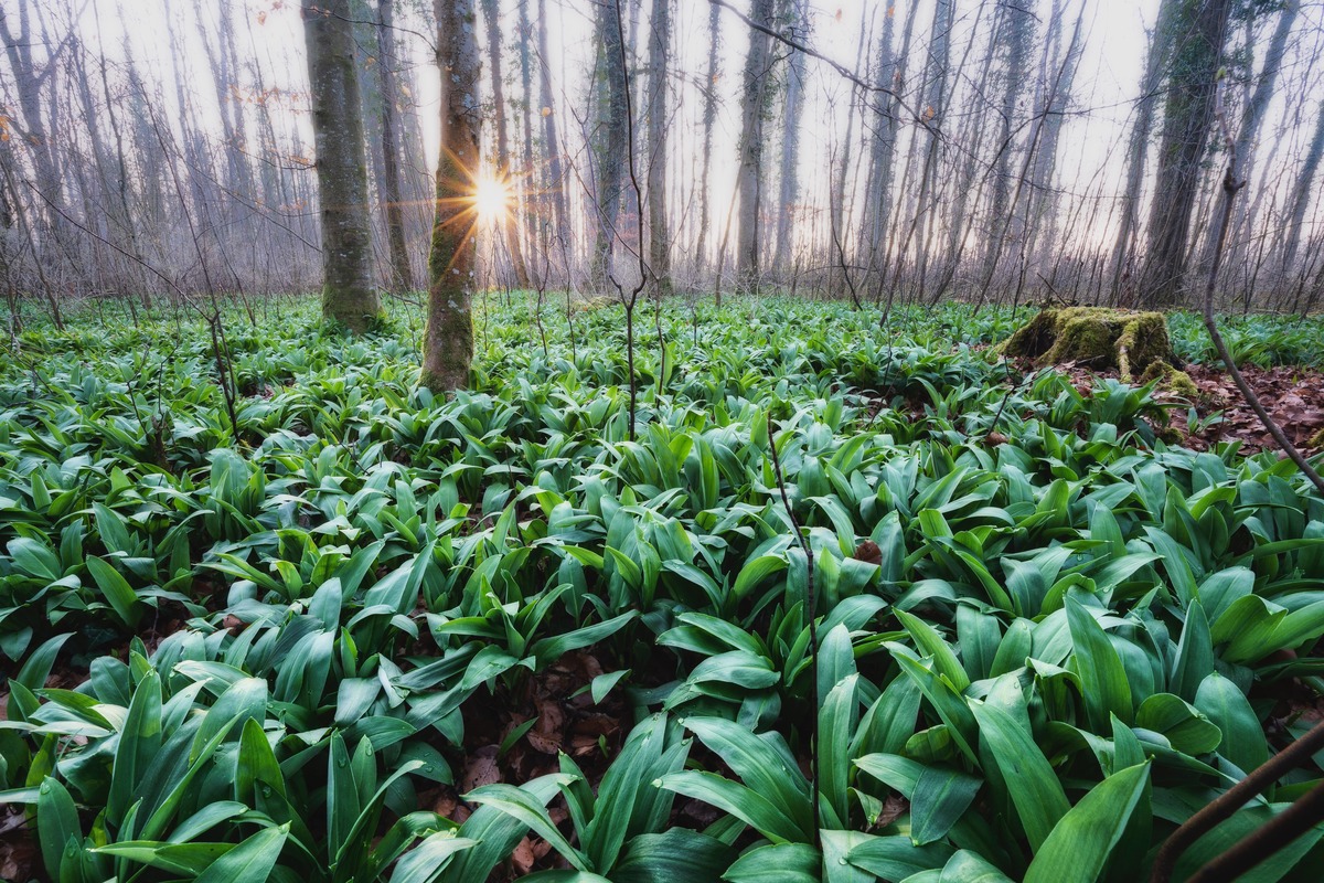 Wild-Garlic-Foraging-Article2