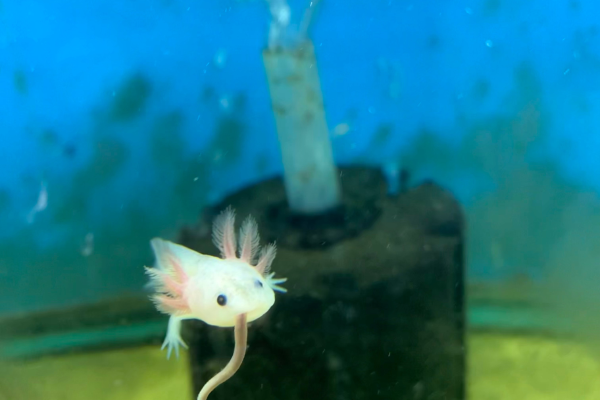 adopt an axolotl