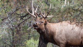 bull elk bugling