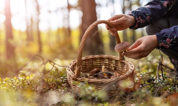 bear-grylls-golden-rules-for-foraging