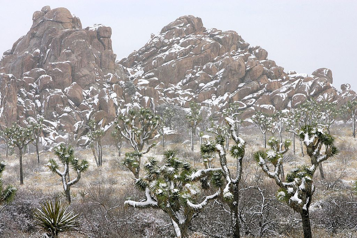 best-things-to-do-in-joshua-tree-winter