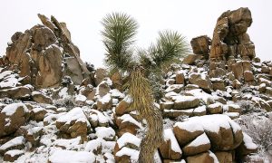 best-things-to-do-in-joshua-tree-winter