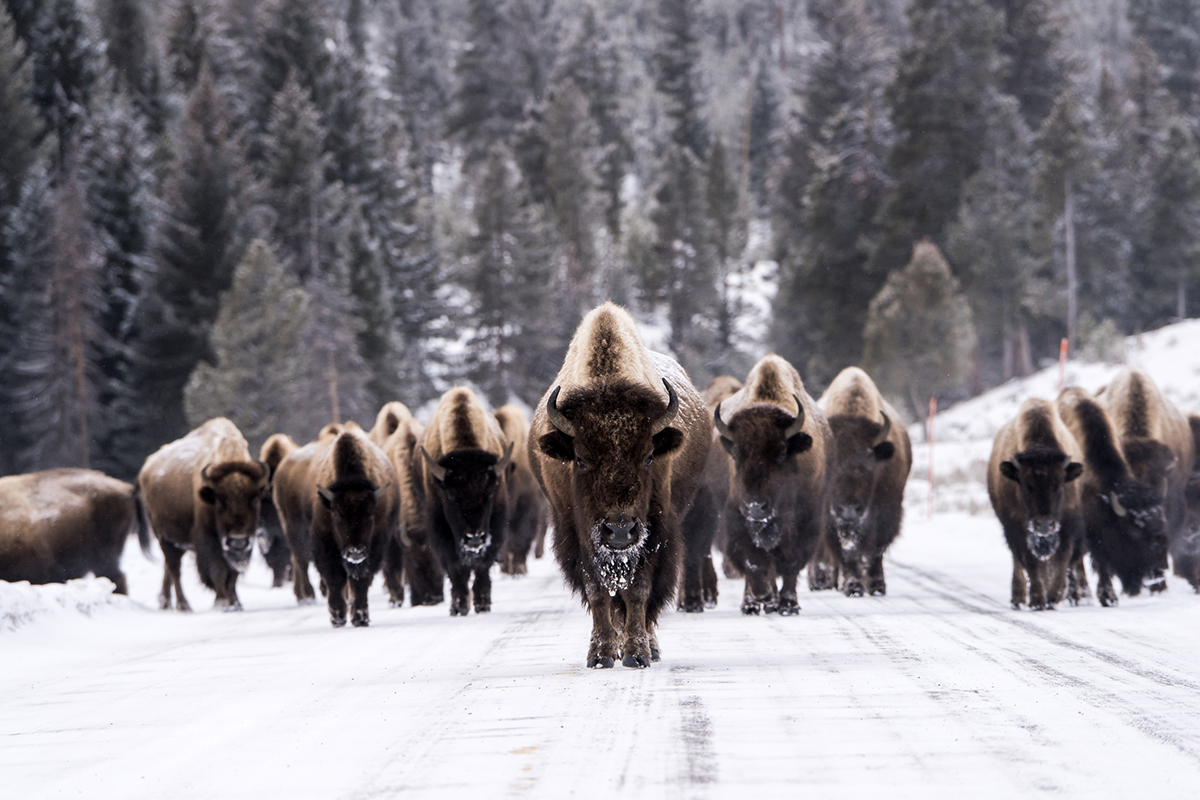 bison-myths-busted-by-an-expert