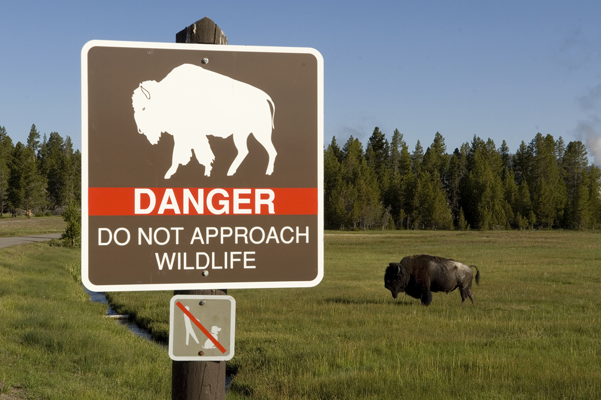 bison-myths-busted-by-an-expert