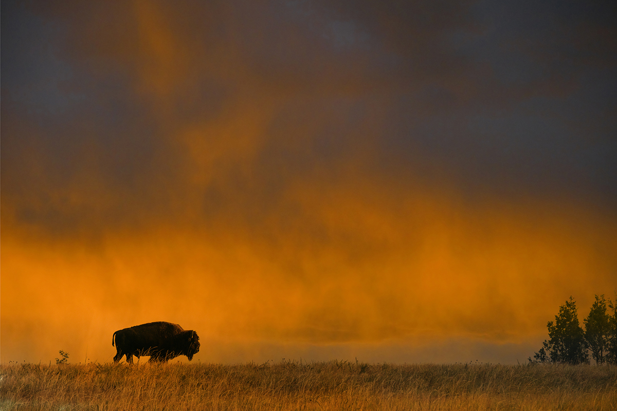 bison-myths-busted-by-an-expert