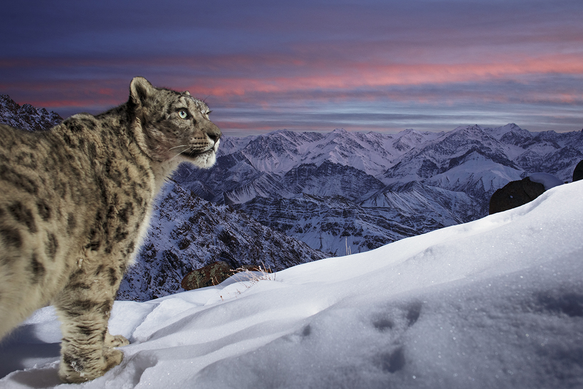 book-uses-wildlife-photography-for-conservation