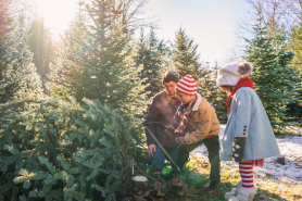 free christmas tree