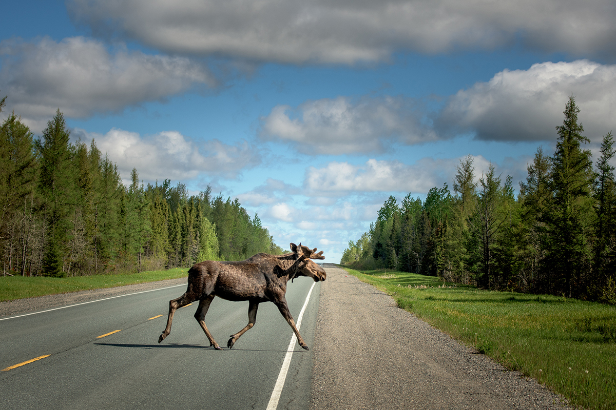 moose-myths-busted-by-expert