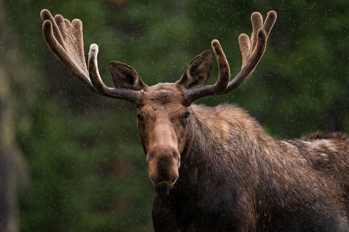 moose-myths-busted-by-expert