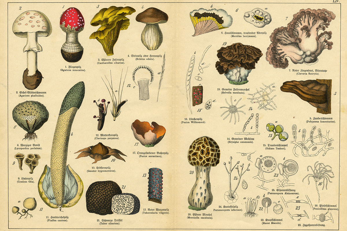 tips-for-preparing-foraged-mushrooms