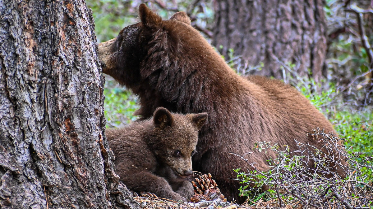 Baby Bear Rescue