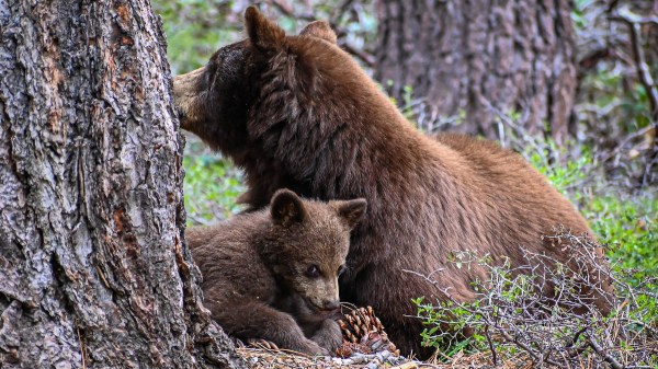 Baby Bear Rescue