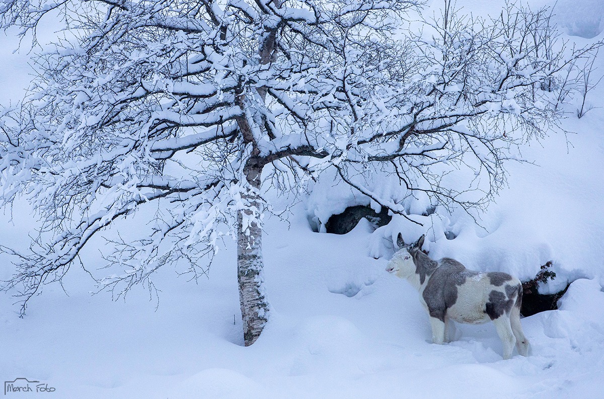 Piebald Moose