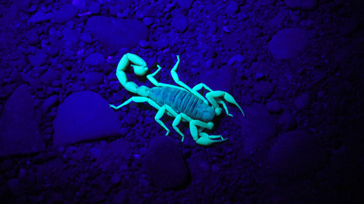 Big Scorpion Hours